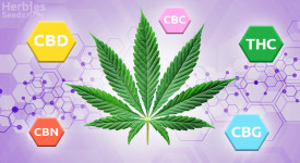 What you need to know about cannabinoids