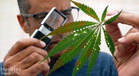 cannabis plant symptoms