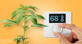 temperature for growing marijuana