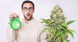 top 8 fastest growing weed strains
