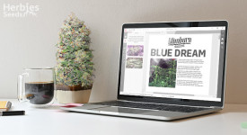 Blue Dream Grow Report