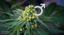 Male marijuana plants