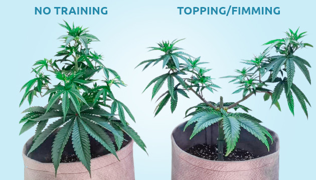 when to top cannabis