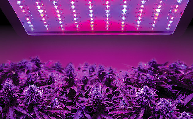 LED lights for cannabis