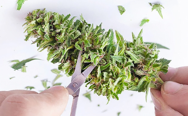how to trim cannabis