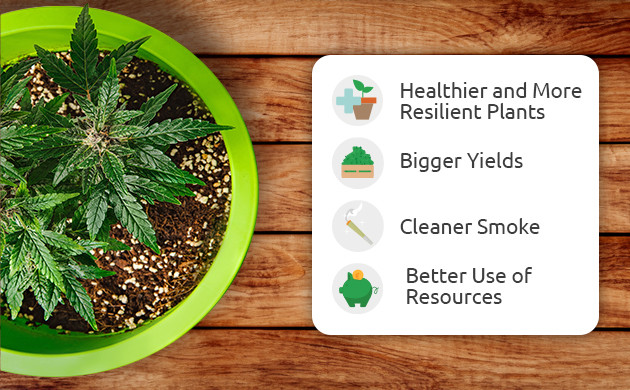 benefits of living soil for cannabis