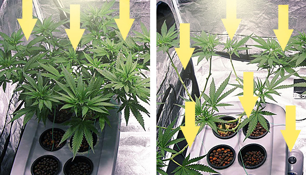 deleafing cannabis plants