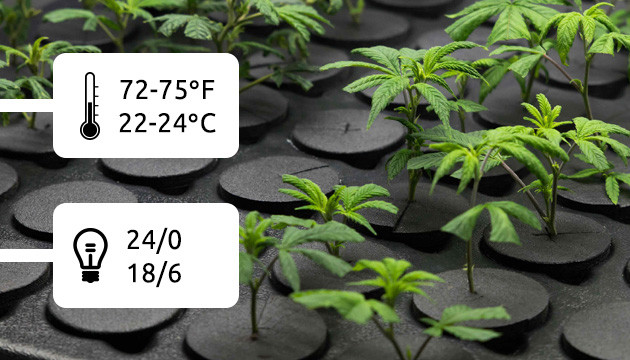 how to clone a cannabis plant
