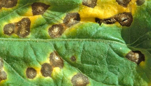 Leaf Septoria – An In-Depth Guide To Yellow Spots On Cannabis Leaves ...