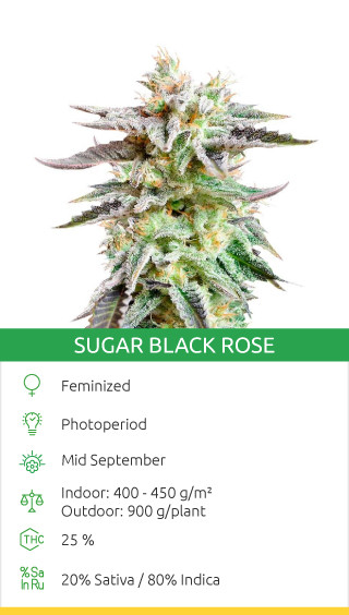 sugar black rose canabis seeds