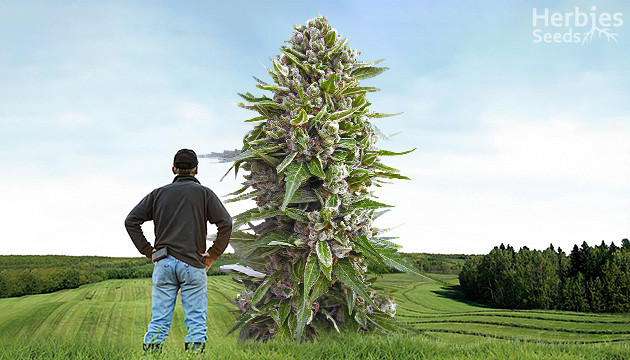 growing giant cannabis