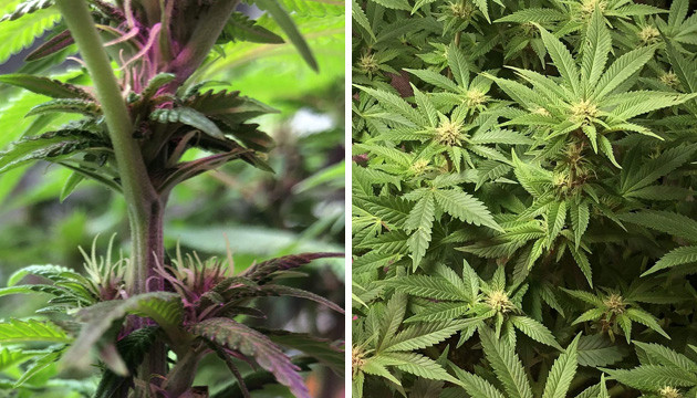 marijuana flowering stage