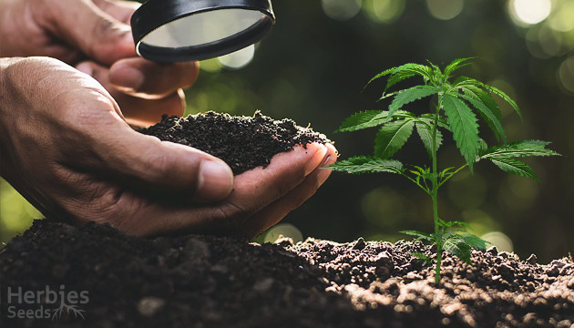 best soil for growing cannabis