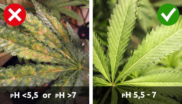 cannabis plant deficiencies