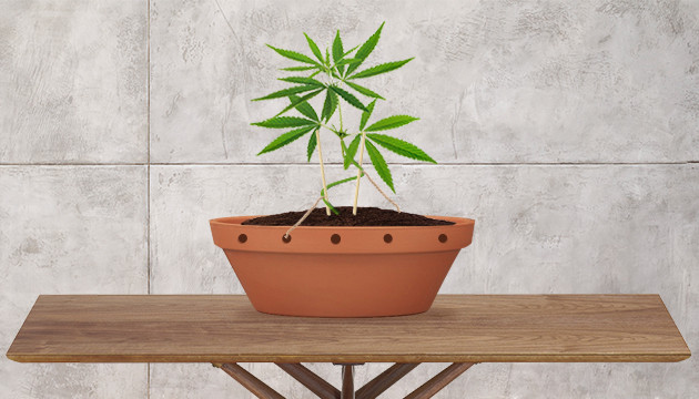 broaden your cannabis cultivation skills