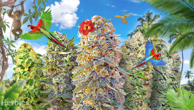 Top 11 Most Exotic Weed Strains to Grow and Smoke - Herbies Seeds UK