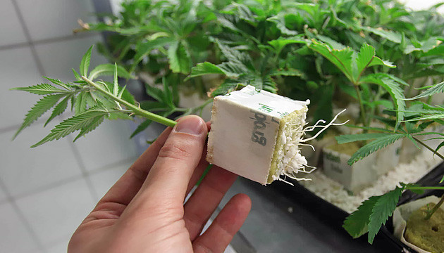 cloning marijuana plants