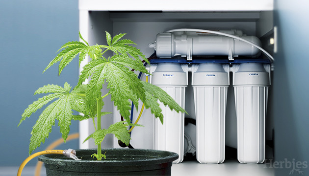 All About Growing Cannabis With Reverse Osmosis Water