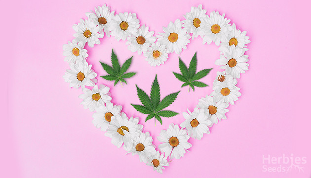marijuana companion plants