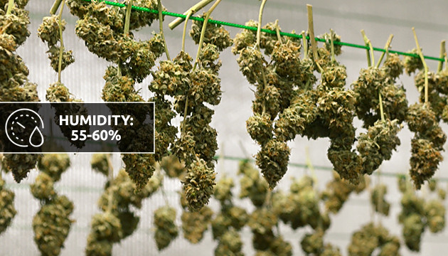 ideal humidity for cannabis