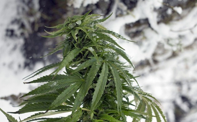 best weed strains to grow in cold weather