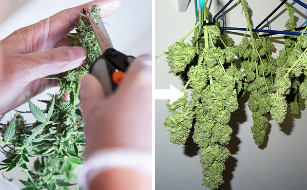 how to trim weed plants