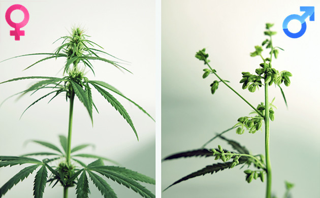 Male Vs. Female Cannabis