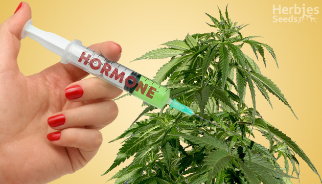 marijuana growth hormone