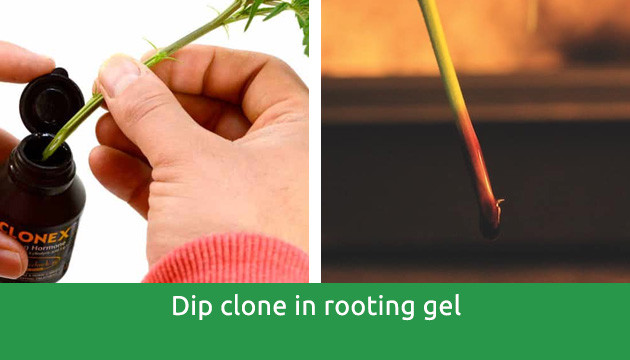 how long for a clone to root