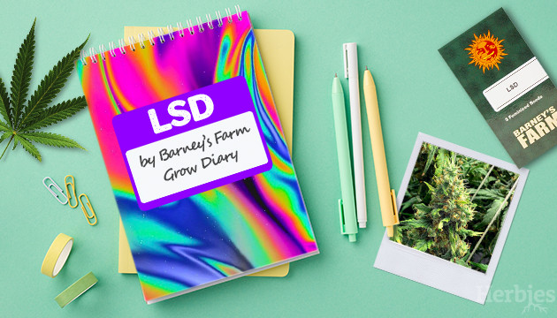LSD feminized seeds Grow Report