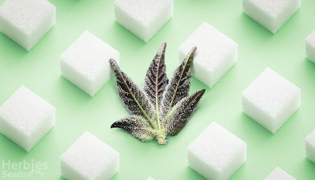 cannabis sugar leaves