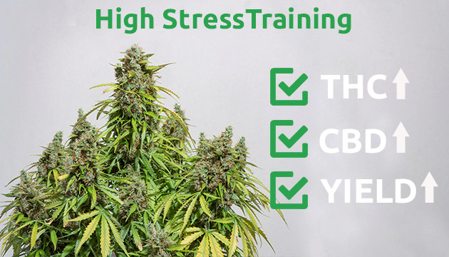 High stress training cannabis