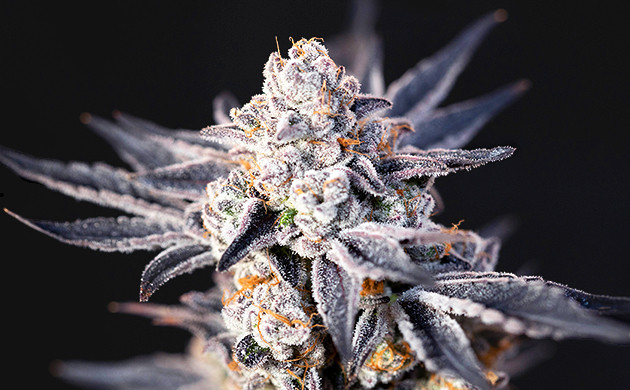 how to increase trichomes in frosty weed