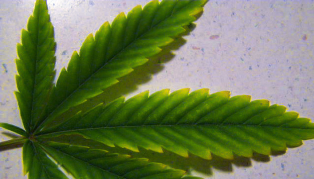 marijuana leaves curling up