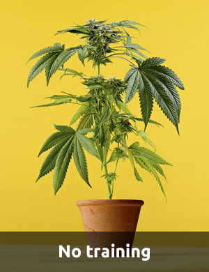 Growing weed without training