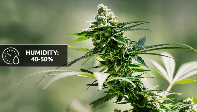 best humidity for cannabis