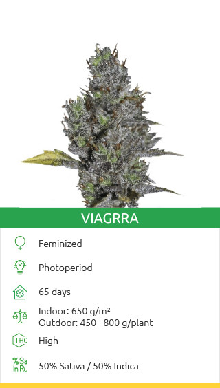 Buy Viagrra seeds by VIP Seeds