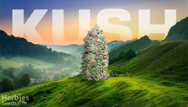 top 10 kush strains and what makes them so special