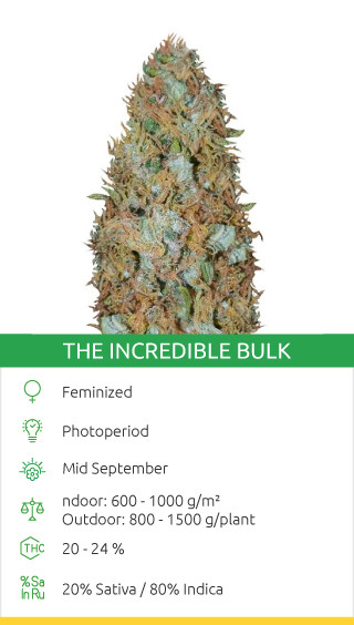 the incredible bulk canabis seeds