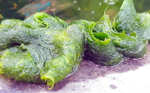 Is Algae Bad for Cannabis Plants?