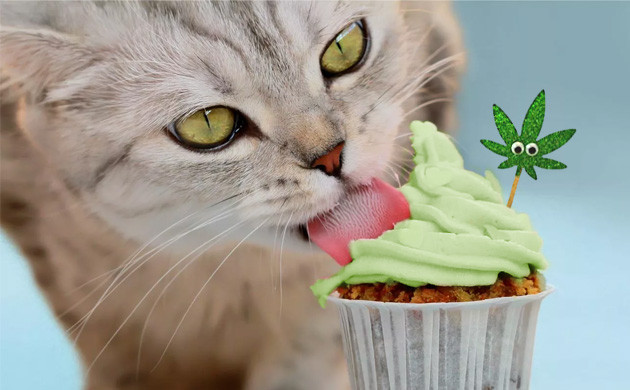 Edibles and pets