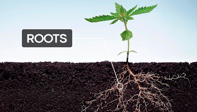 Cannabis Plant Anatomy 101 - Herbies Seeds UK