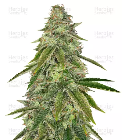 Girl Scout Cookies feminized seeds (Big Head Seeds)