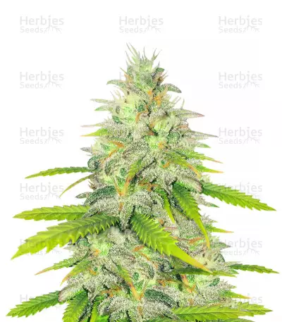 Unknown Kush Early Version feminized seeds
