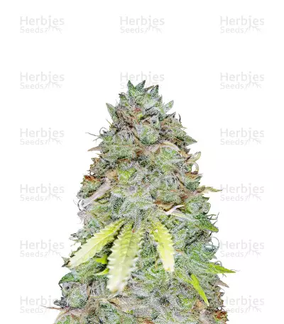 Z Glue feminized seeds (Flavour Chasers)