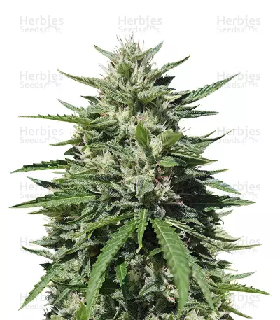 Royal Cookies Automatic feminized seeds
