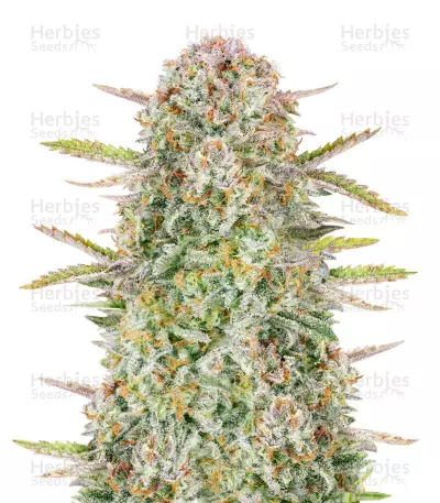 Bruce Banner Auto Feminized Seeds (Fast Buds)