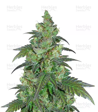 Chiesel feminized seeds