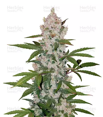Girl Scout Cookies Auto (Cookies Auto) feminized seeds