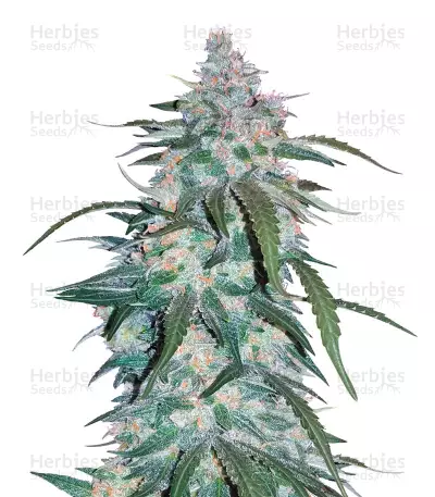 Pineapple Express Auto feminized seeds (Fast Buds)